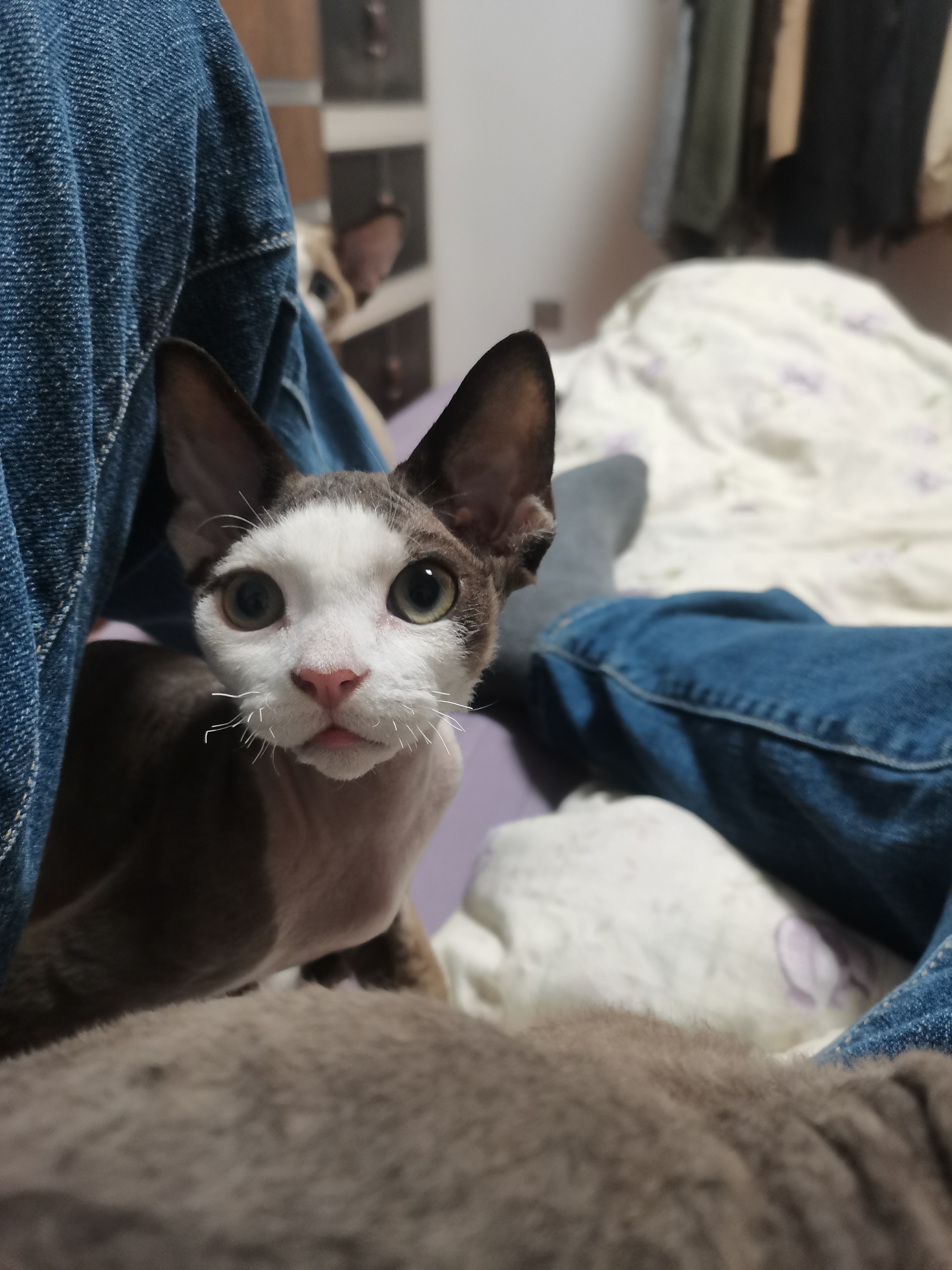 德文开脸，通背，白手套